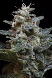 Sweet Purple – Paradise Seeds – Feminized
