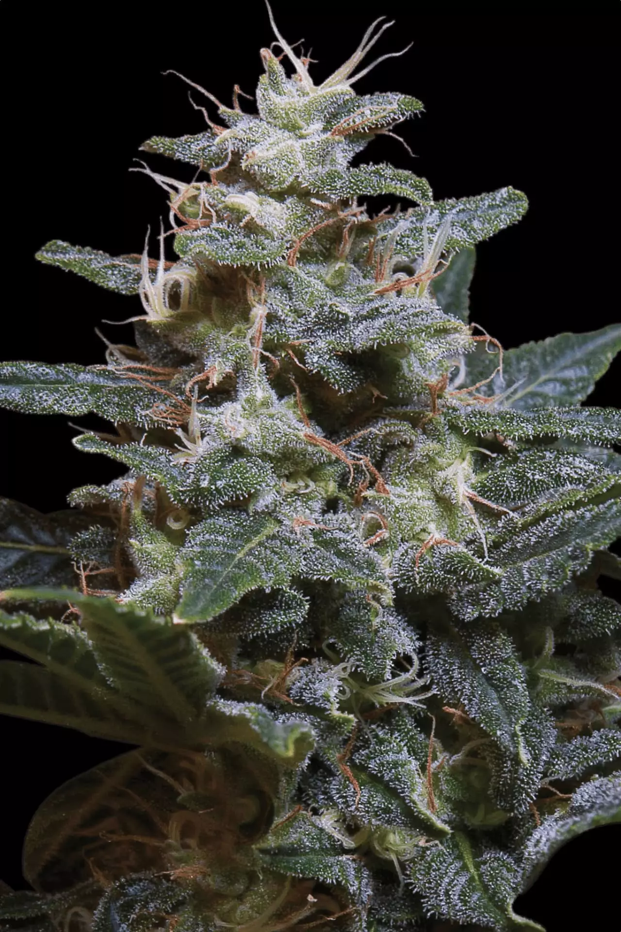 Sweet Purple – Paradise Seeds – Feminized