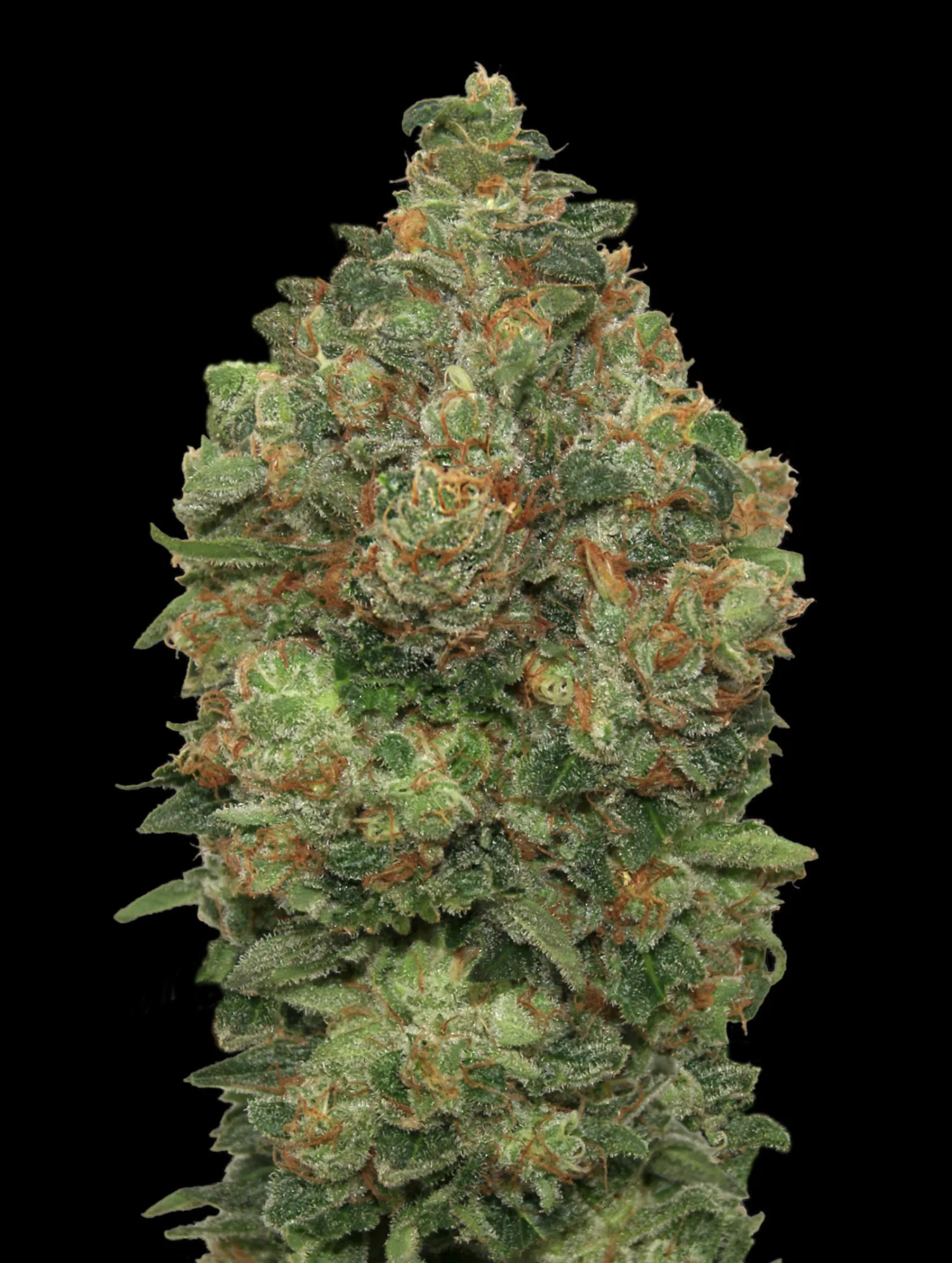 Auto Critical Soma – Advanced Seeds – Autoflowering