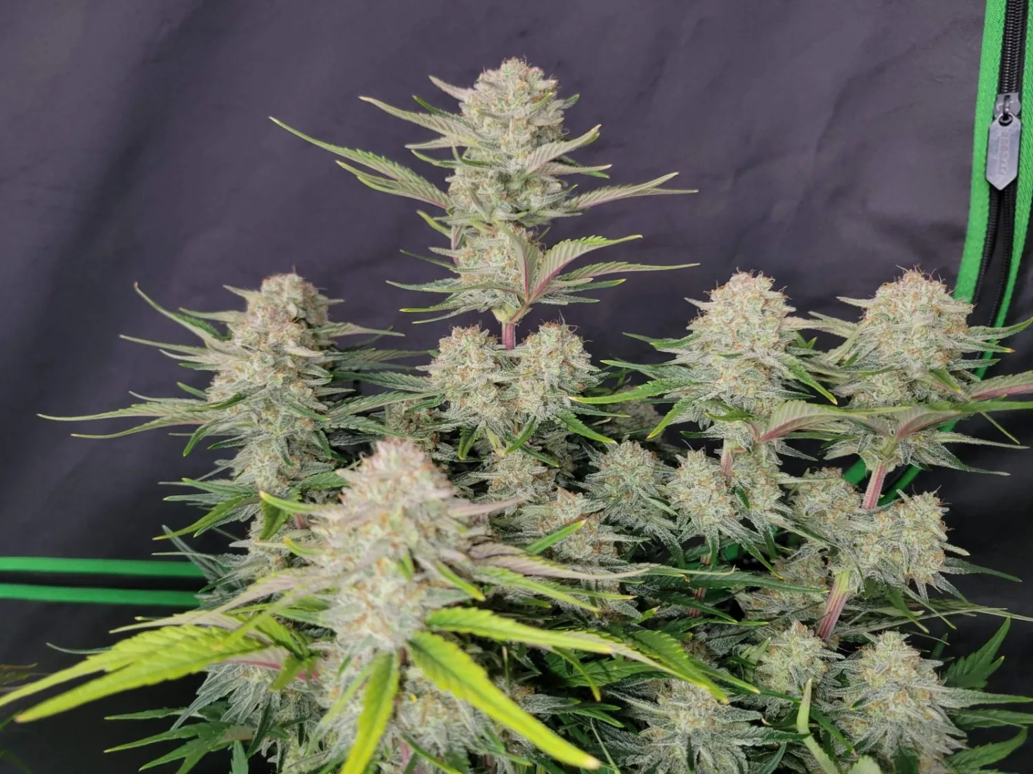 Apricot Autoflowering – FastBuds – Autoflowering