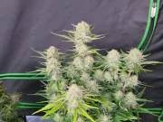 Apricot Autoflowering – FastBuds – Autoflowering