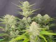 Apricot Autoflowering – FastBuds – Autoflowering