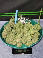 Apricot Autoflowering – FastBuds – Autoflowering
