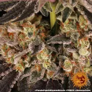 PURPLE PUNCH X LEMON DRIZZLE
