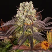 PURPLE PUNCH X LEMON DRIZZLE