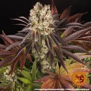 PURPLE PUNCH X LEMON DRIZZLE