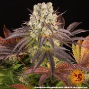 PURPLE PUNCH X LEMON DRIZZLE