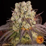 PURPLE PUNCH X LEMON DRIZZLE