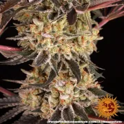 PURPLE PUNCH X LEMON DRIZZLE
