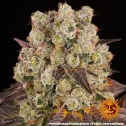 PURPLE PUNCH X LEMON DRIZZLE