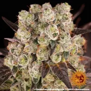 PURPLE PUNCH X LEMON DRIZZLE