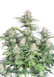 Moby Dick Auto