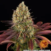 Biscotti Strain