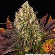 Biscotti Strain