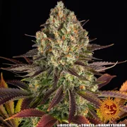 Biscotti Strain