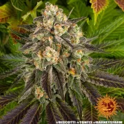 Biscotti Strain