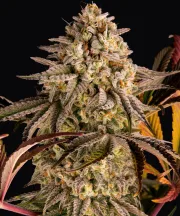 Blue Sunset Sherbert