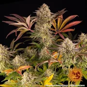 Blue Sunset Sherbert