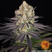 Runtz Strain