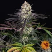 Runtz Strain