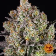 Runtz Strain