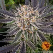 Runtz Strain