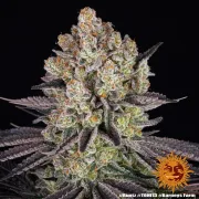 Runtz Strain
