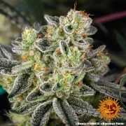 Runtz Strain