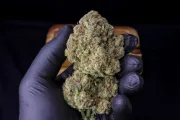 Strawberry Gorilla Auto