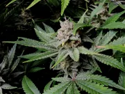 Cherry Cola Auto