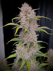 BANANA PURPLE PUNCH AUTO