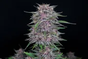 BANANA PURPLE PUNCH AUTO
