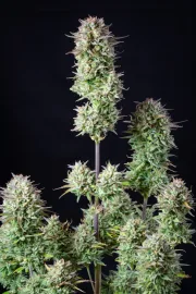 Kosher Cake Auto