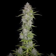 Orange Sherbet Auto