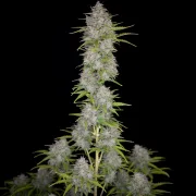Orange Sherbet Auto