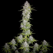 Orange Sherbet Auto