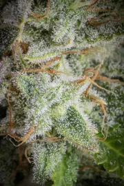 Orange Sherbet Auto