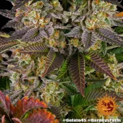GELATO 45