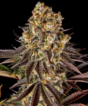 GELATO 45