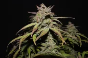 Smoothie Auto