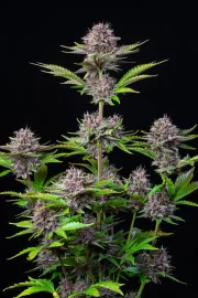 Purple Punch Auto