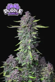 Purple Punch Auto