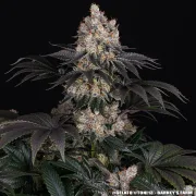 GELATO STRAIN