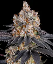 GELATO STRAIN
