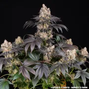 GELATO STRAIN