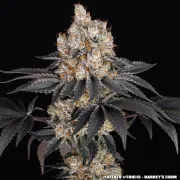 GELATO STRAIN