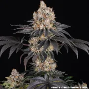 GELATO STRAIN