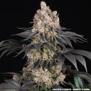 GELATO STRAIN