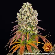 Sour Diesel