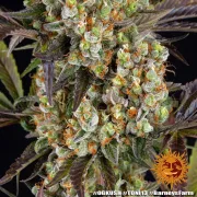 OG Kush